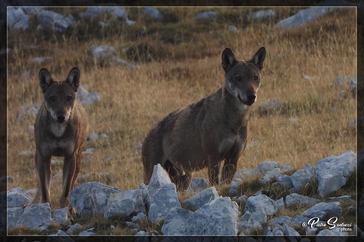 lupo appenninico nel parco nazionale d'Abruzzo